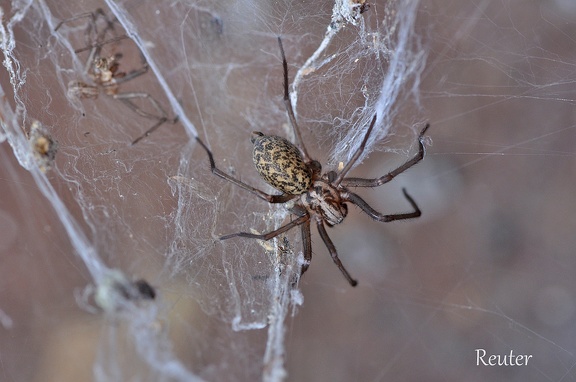 Hauswinkelspinne (Tegenaria atrica)